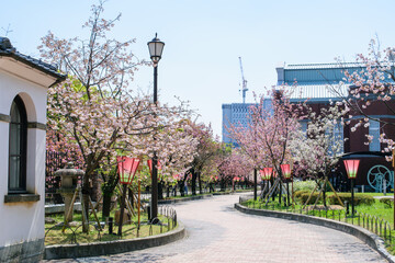 Naklejka premium 春は桜の通り抜け