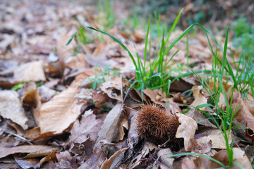 Fallen leaves and chesnut, autumn and winter