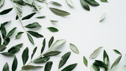 Olive leaves arranged on a white background