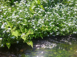 Obraz na płótnie Canvas flowers by the stream