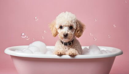 Adorable poodle puppy in a small bathtub, surrounded by soap foam and bubbles