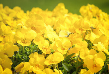 Light yellow pansy flowers on a blurred background