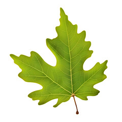 Fototapeta premium Oak leaf isolated on white