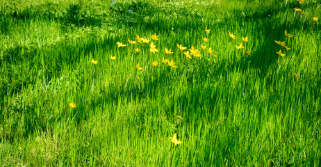 Background with green lush grass, several small yellow tulips in the distance