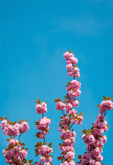 Several branches of cherry blossoms blooming with pink flowers against a background of blue sky