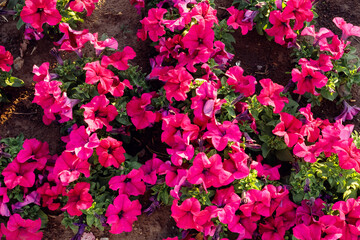 Fototapeta na wymiar pink magenta Petunia flowers. Flower Bed full frame. outdoor petunias a lot in summer day. family name Solanaceae