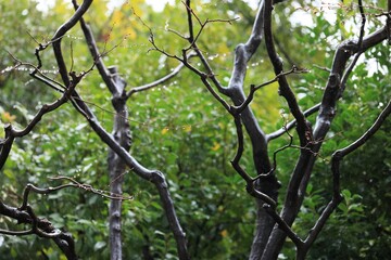 氷雨　春の準備
