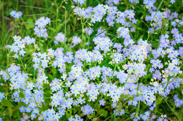 Blue forget-me-not flowers on a blurred background