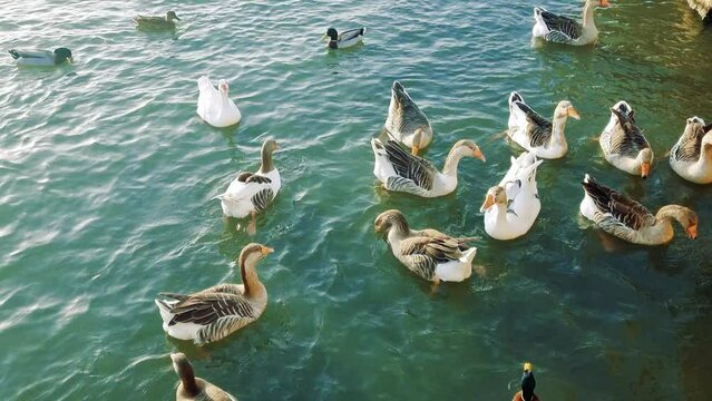 Wild ducks swimming in a lake and searching food. 4k video footage UHD 3840x2160