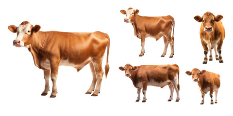 Collection of cow isolated on a white background as transparent PNG