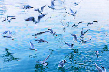 Flying and sitting seagulls on the blue water background.