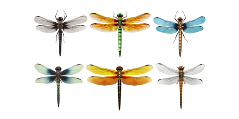 Collection of dragonfly isolated on a white background as transparent PNG