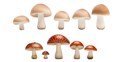 Collection of mushroom isolated on a white background as transparent PNG