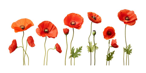 Obraz premium Collection of poppy fruit isolated on a white background as transparent PNG