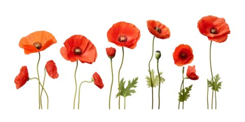 Foto op Canvas Collection of poppy fruit isolated on a white background as transparent PNG © gunzexx