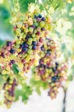 Red wine grapes on the vine nearing ripeness in veraison in Dry Creek Valley Sonoma County Wine Country California in late summer 