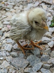baby chicken in a nest
