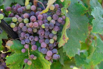Red wine grapes on the vine nearing ripeness in veraison in Dry Creek Valley Sonoma County Wine Country California in late summer 