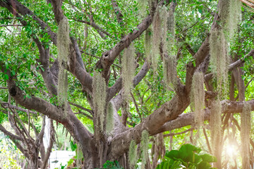 Plant Tillandsia Usneoides in natural Garden on a tropical exotic ficus tree in a humid jungle swamp