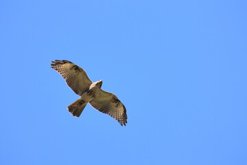 Common Buzzard comes to the village in winter