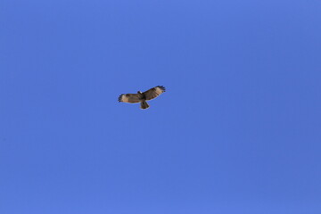 Common Buzzard comes to the village in winter