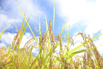 輝く稲穂「魚沼産コシヒカリ」