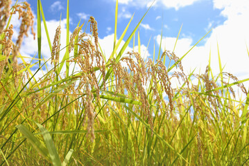 輝く稲穂「魚沼産コシヒカリ」