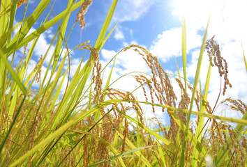 輝く稲穂「魚沼産コシヒカリ」