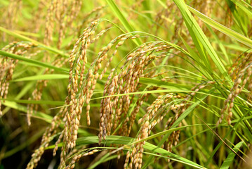輝く稲穂「魚沼産コシヒカリ」