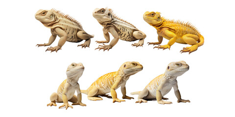 Collection of lizard isolated on a white background as transparent PNG