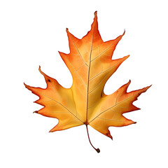Fototapeta premium Autumn maple leaf isolated on white