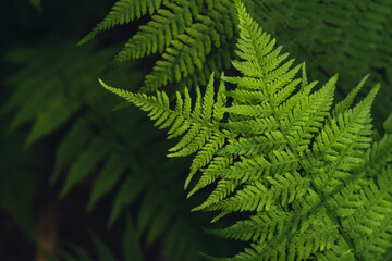 Natural ferns in forest blurred background. Green fern plants in nature landscape. Fresh green tropical foliage. Rainforest jungle landscape Nature organic wallpaper background