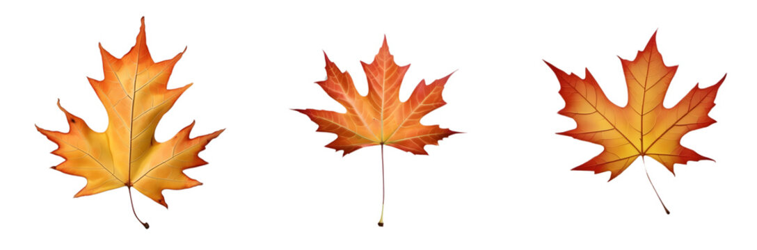 Set of different autumn maple leaves on a transparent background