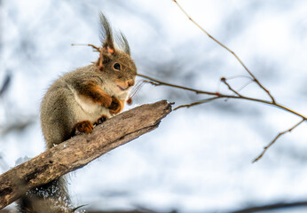 Naklejka na ściany i meble Squirrel on a tree branch in close-up.