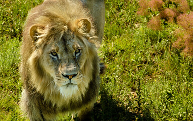 A lion in the green grass on a summer day.