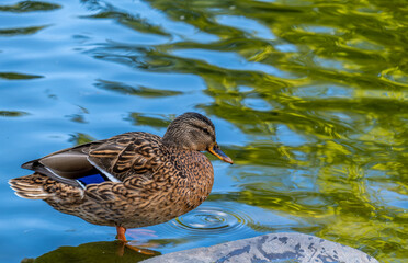 Duck on a rock on the shore of the lake in close-up.
