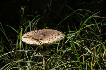 A mushroom in the green grass in the forest in summer.