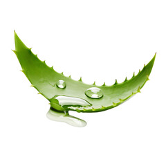 Obraz premium Aloe Vera Clarity Cutout, Ensuring Precise and Well Defined Visual Elements