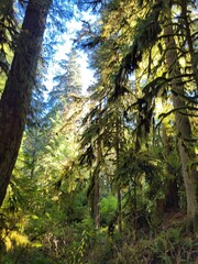 Fototapeta premium sun rays in the forest