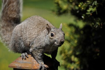 Squirrel sitting on wooden post looking at camera.