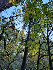 autumn in the park