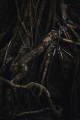 Complex Root System overgrowing a stone in the jungle