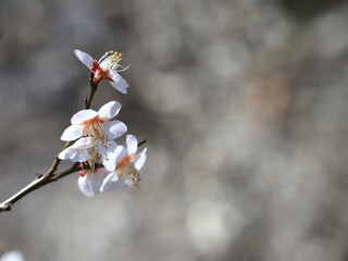 白い梅の花　クローズアップ