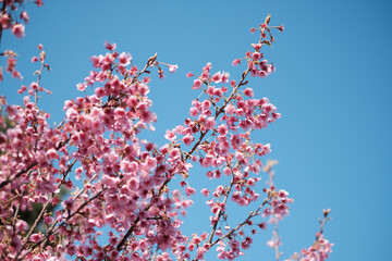 2月の土肥桜