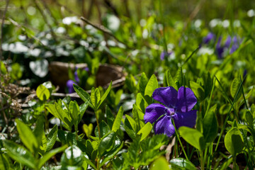 Periwinkle flower blossom as decoration of garden. Close-up. Concept of nature for design.