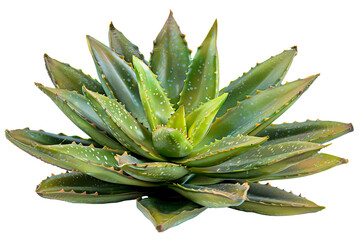 Aloe Vera Plant Isolated on Transparent Background. Natural and Organic Concept.