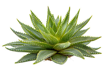 Aloe Vera Plant Isolated on Transparent Background. Natural and Organic Concept.