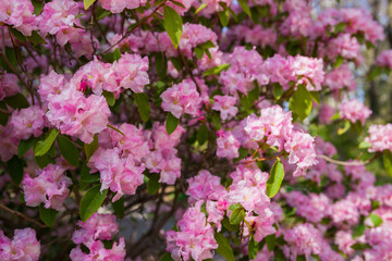 Obraz premium Spring blossom. A lush pink rhododendron bush is blooming. Natural floral background. flowers close up nature spring background. floral background lush fresh azalea flowers. Beautiful Rhododendron.