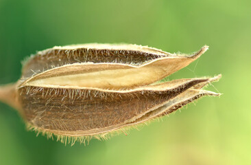 The milkweed  splits seeds with white fluff at the end of maturation.