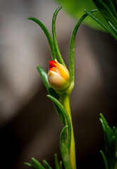 The evening moss rose flower glows like a small lantern, close-up.